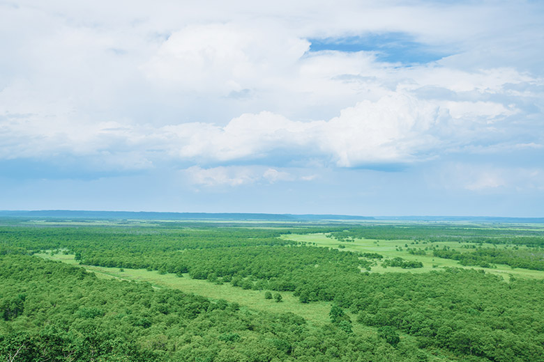 スギ花粉ゼロの春、深呼吸ができるまち